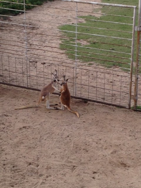 Kangaroos kissing